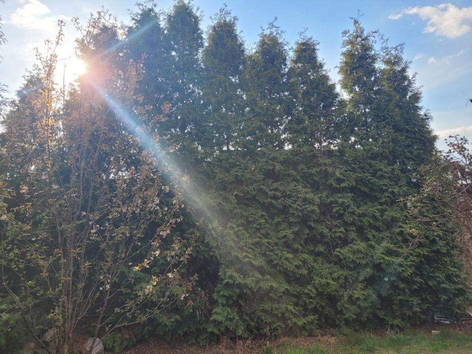 Oddam za darmo tuje do samodzielnego wykopu ok 10 sztuk