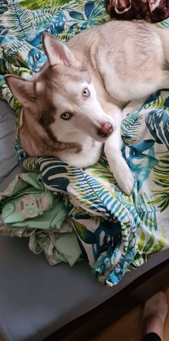 Zaginął husky syberyjski
