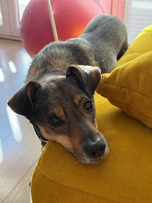 Wrażliwy, wierny pies szuka bezpiecznego miejsca Bruno do adopcji