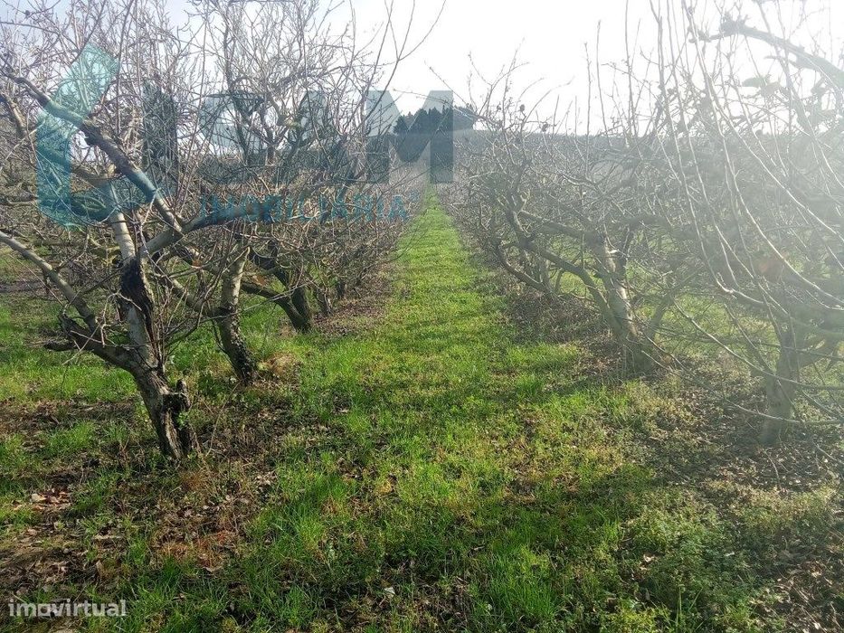 Terreno com Casa de habitação na Merceana