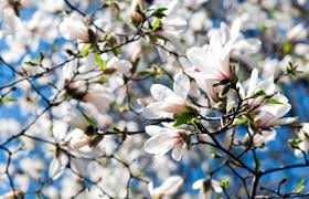Magnolia Japońska Kobus drzewo 300 cm cena 550 zł