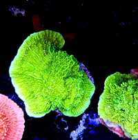 Montipora capricornis green super fluo - akwarium morskie