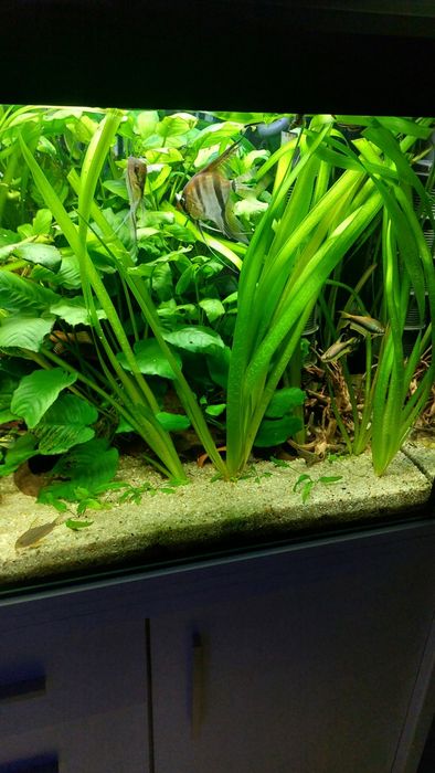 Nurzaniec olbrzymi , roślinki do akwarium