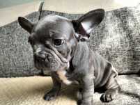 Buldog francuski suczka BLUE