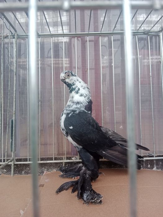 Gołębie ozdobne motyl warszawski czarny samiec 25