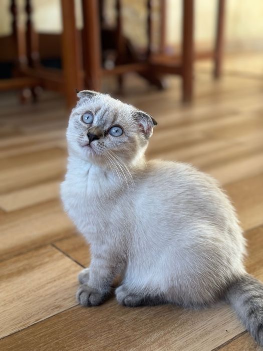 Віддам у добрі руки шотландських кошенят