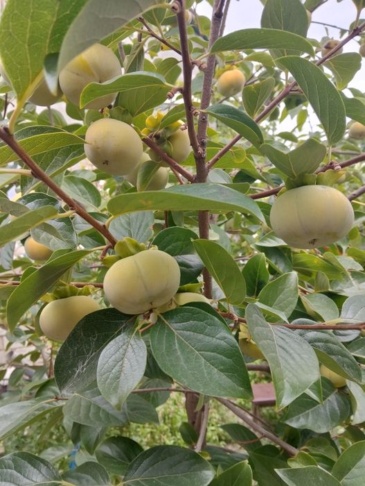 Хурма Саженцы продам,гранат.киви,хурма,инжир, фисташка, плодовые Саже