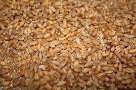 Продам зерно пшениці, ячменю