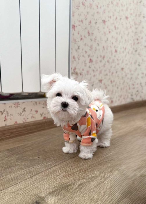 чудо мальтезе дівча міні КСУ