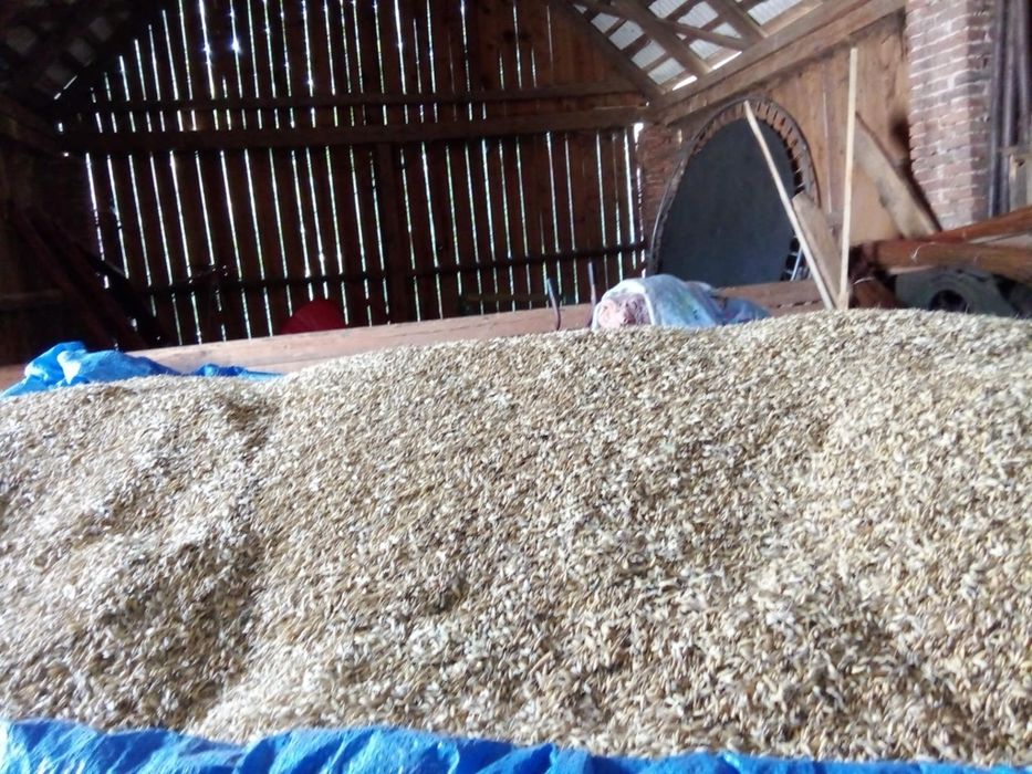 Owies Refleks / Reflex  zbior 2025