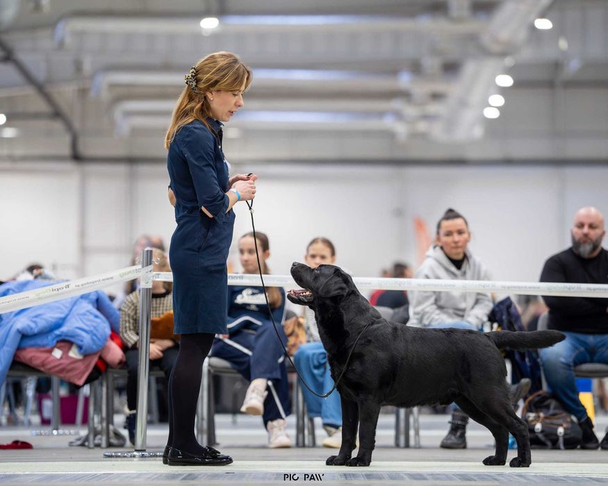 Labrador Retriever, metryka ZKwP (FCI)