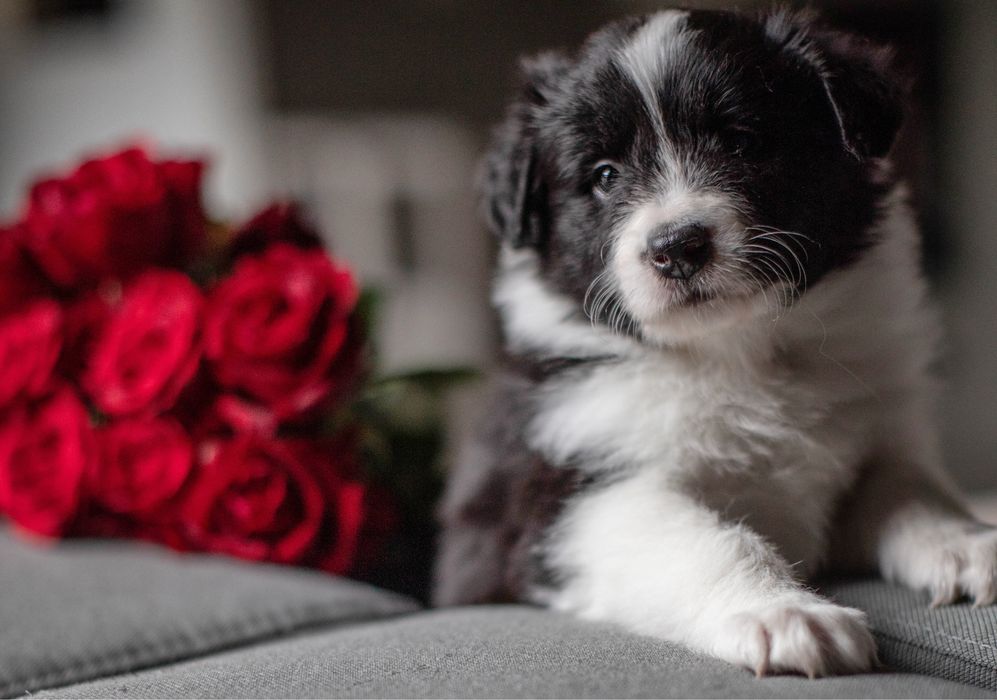 Szczeniak rasy Border Collie - Rasowy / rodowodowy ZKwP / FCI