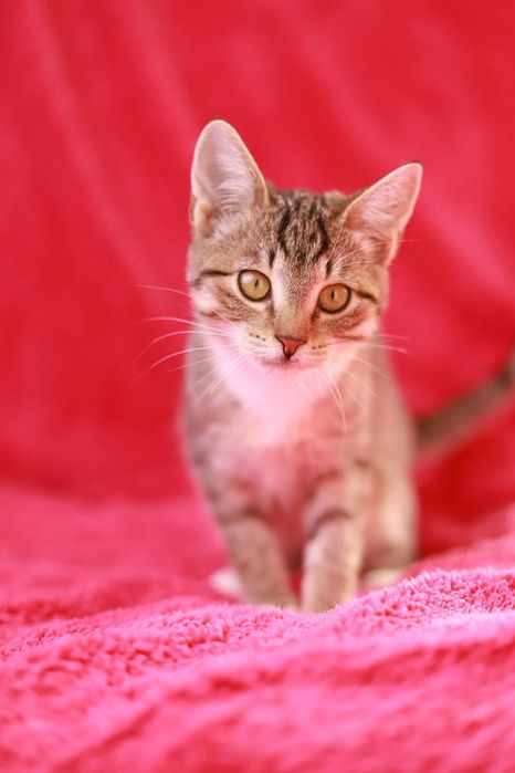 Fikuś - zabawowy i towarzyski kociak czeka na nowy dom