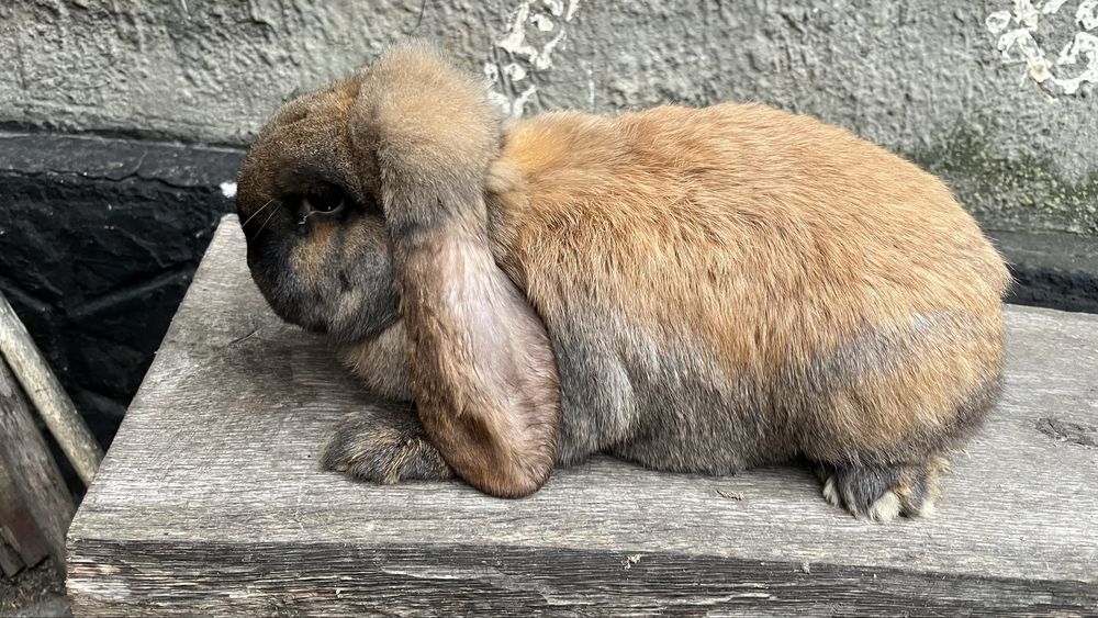 Кролики бранцуського барана самці та самки