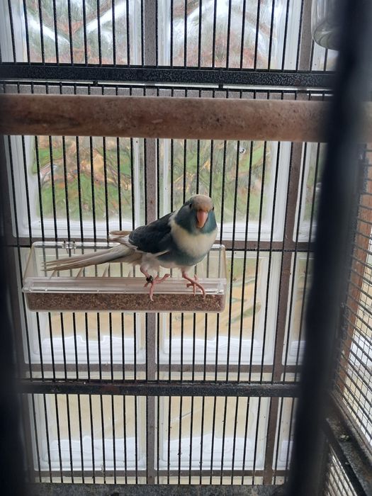 Kakarikis com cedência