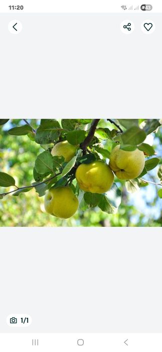 Owoce pigwy ekologiczne bio