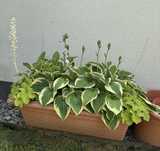 Pilnie. Donica, hosta, żurawka. 13 roslin. Wkrotce kasacja.