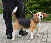 Beagle Barry szuka fajnego domu !