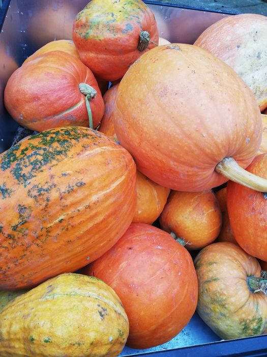 Dynia Halloween na przetwory i dla zwierząt