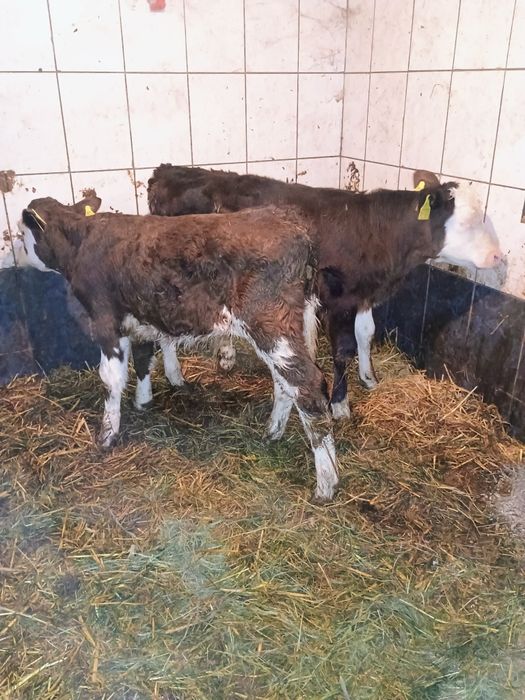 Sprzedam byczki zarlaki miesne