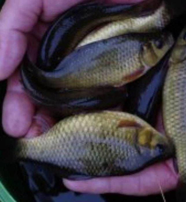 Продам живу рибу товстолоба амура