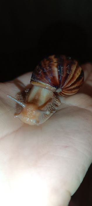 Продам Равлики. Ахатіна Імакулята