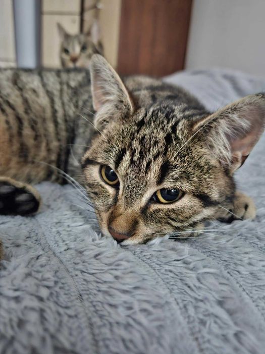 Ares szuka domku na zawsze