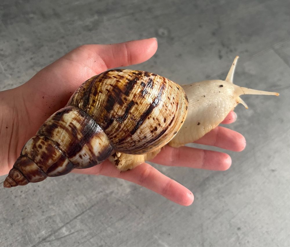 Ślimak olbrzymi afrykański gigant (Achatina reticulata)