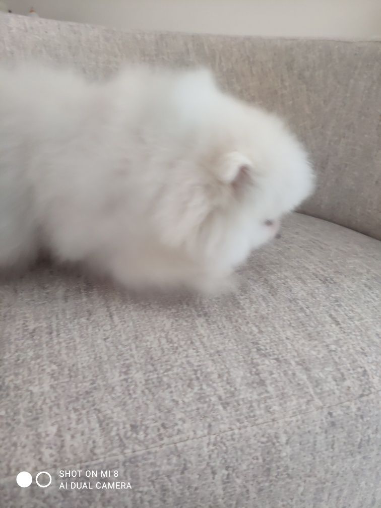 Spitz anão,Lulu da Pomerânia