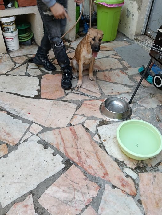 Dá-se cão com 6 meses