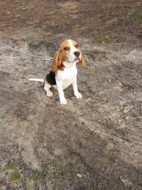 Beagle sunia gotowa do odbioru ORA