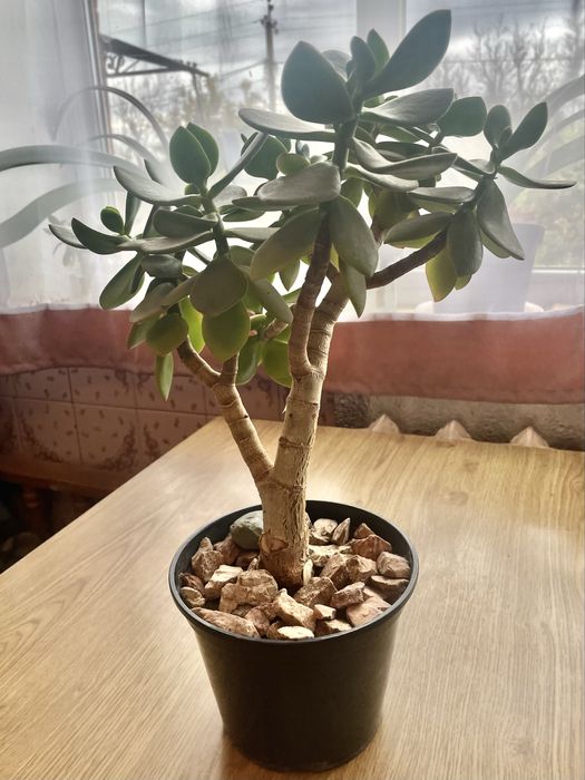 Денежное дерево Красула возраст 3года Возможна пересылка НП