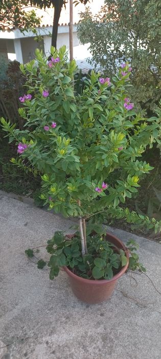 Polygala myrtifolia ( arbusto borboleta )