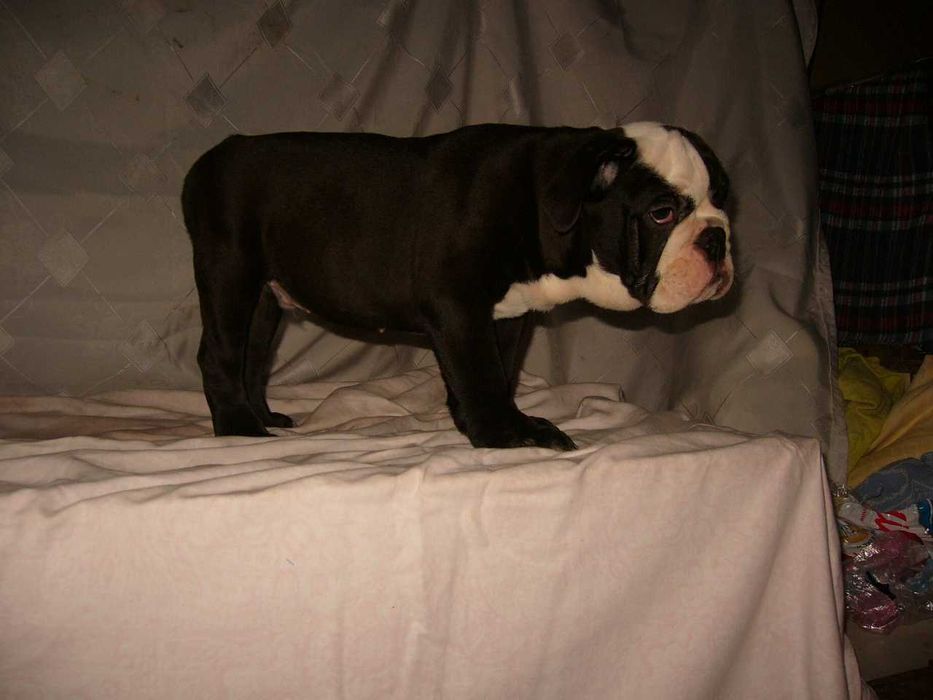 Buldog angielski piesek szczeniak