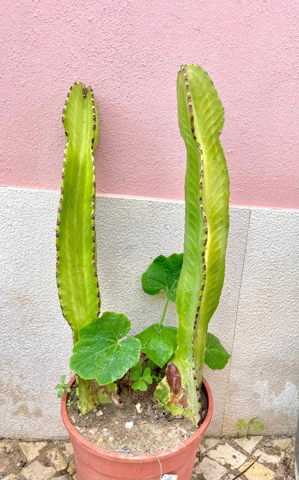 2 Cactos com Vaso