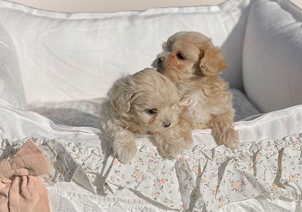 Мальтіпу для вас лагідні і здорові цуценята