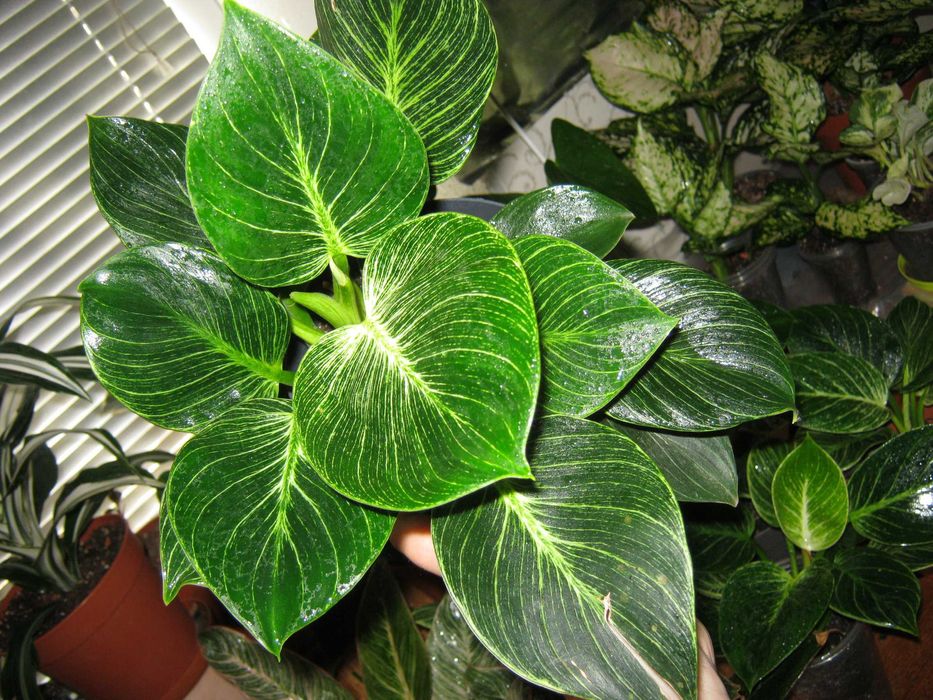 филодендрон много разных сортов