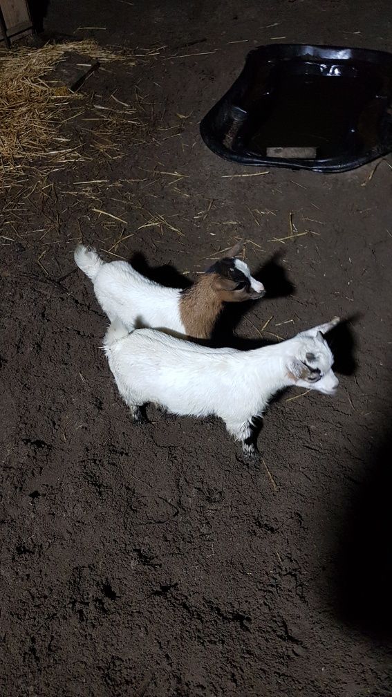 Vende-se cabras anãs