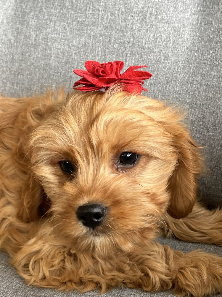 Cudowna suczka cavapoo gotowa do odbioru