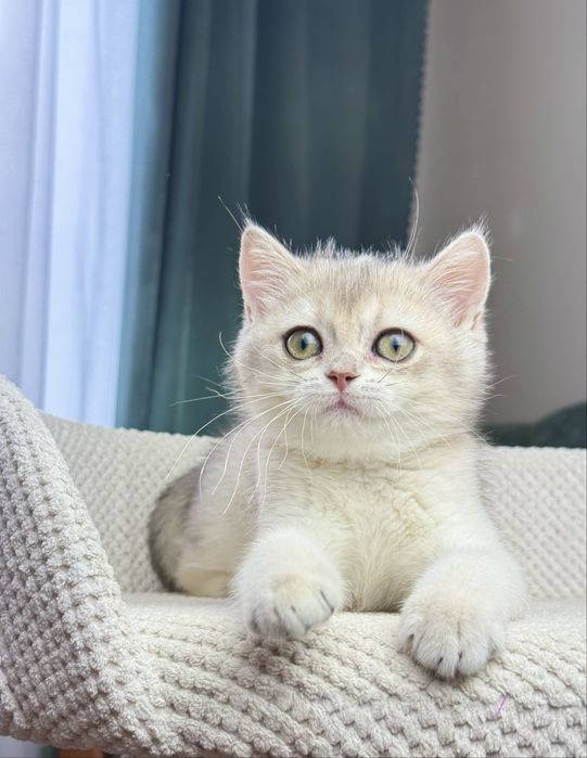 Дівчинка британочка Фея