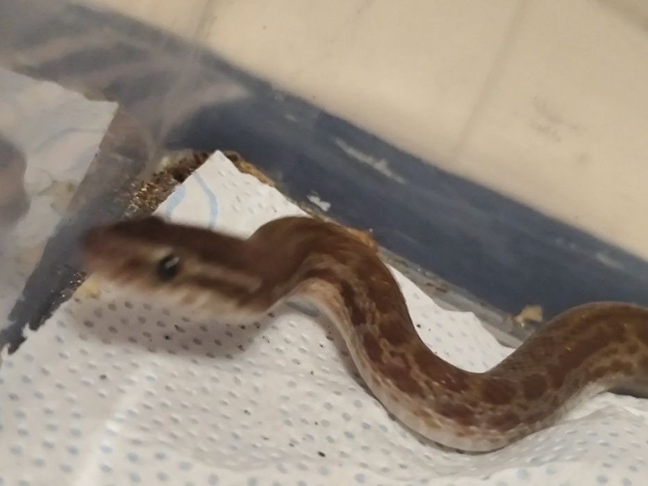 Sprzedam  Węża Mahoniowego