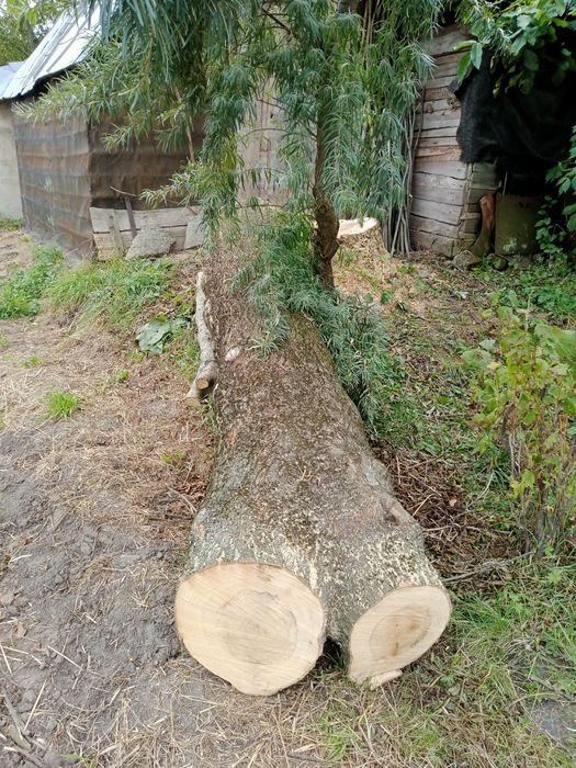 Ясінь-дерево кругляк