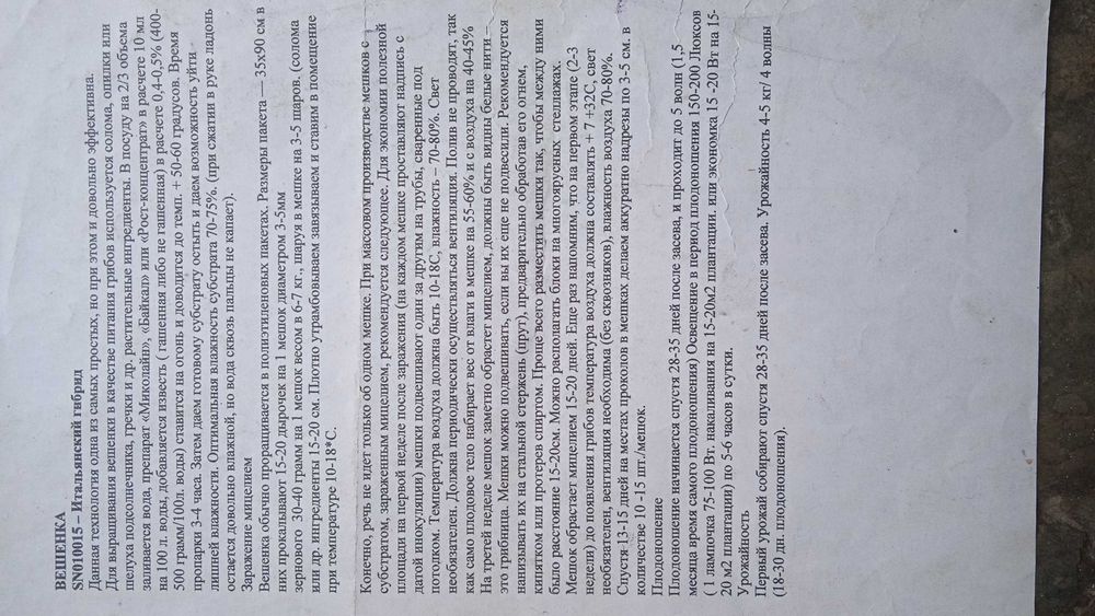 Живой зерновой мицелий вешенки