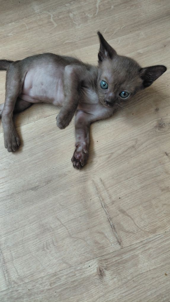 Бурма соболь  котята