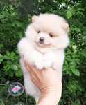 Laleczka szpic miniaturowy pomeranian