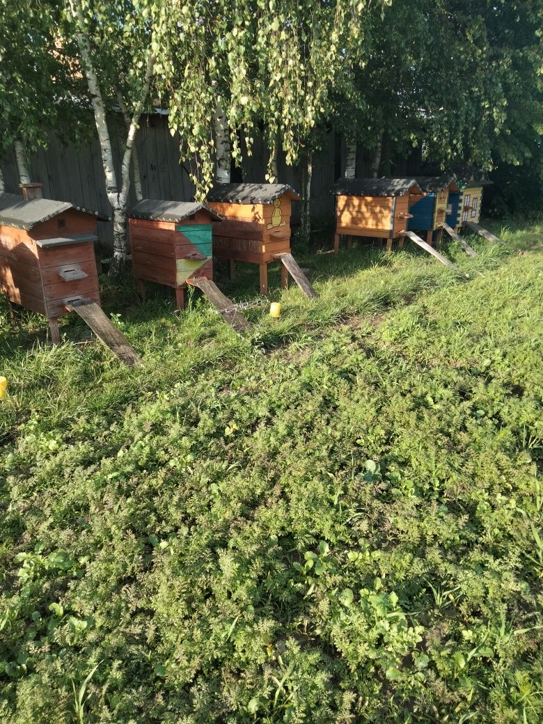 Sprzedam rodziny pszczele