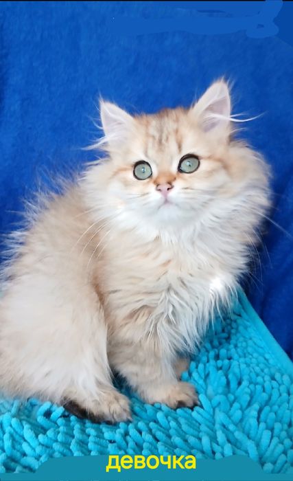 Девочка Золотаяшиншилла британская длинношерстная
