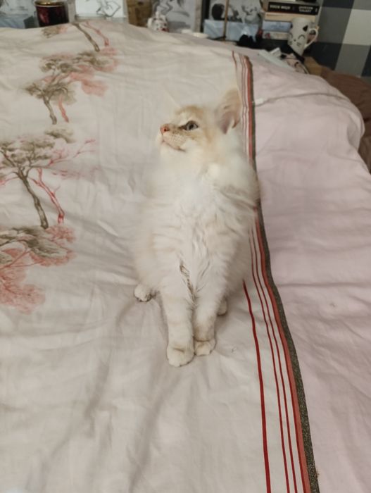 Ruda srebrna kotka do hodowli z prawami