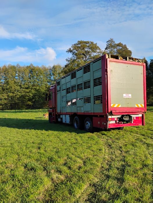 Renault Magnum do przewozu zwierząt 3 piętra( zamienię traktor koparka