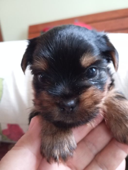 Чистокровні малюки йорчики